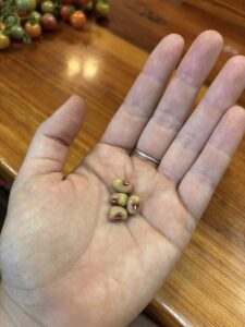 Food Forest: collecting, saving, storing and packaging seeds
