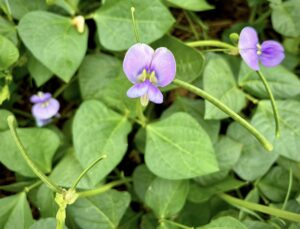 Food Forest: collecting, saving, storing and packaging seeds