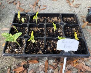 Food Forest: collecting, saving, storing and packaging seeds