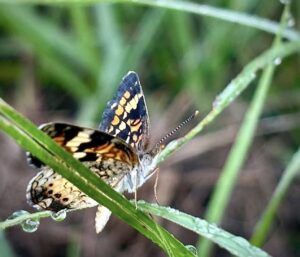 Phyciodes Phaon “phaon crescent.” 