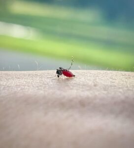 Aedes Albopictus
