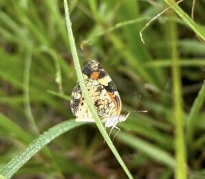 Phyciodes Phaon “phaon crescent.” 