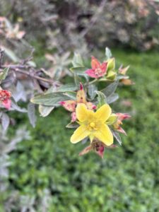 Wildflowers Wildlife Wednesday