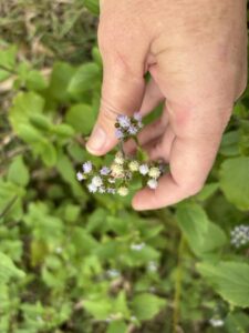 Wildflowers Wildlife Wednesday