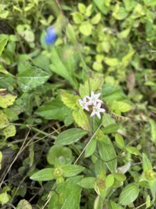 Wildflowers Wildlife Wednesday