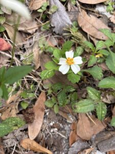 Wildflowers Wildlife Wednesday