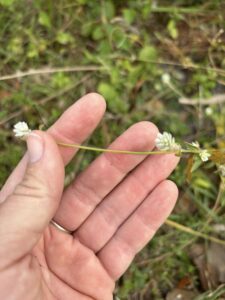 Wildflowers Wildlife Wednesday