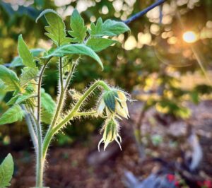 Happy Harvesting in the Crowley food forest