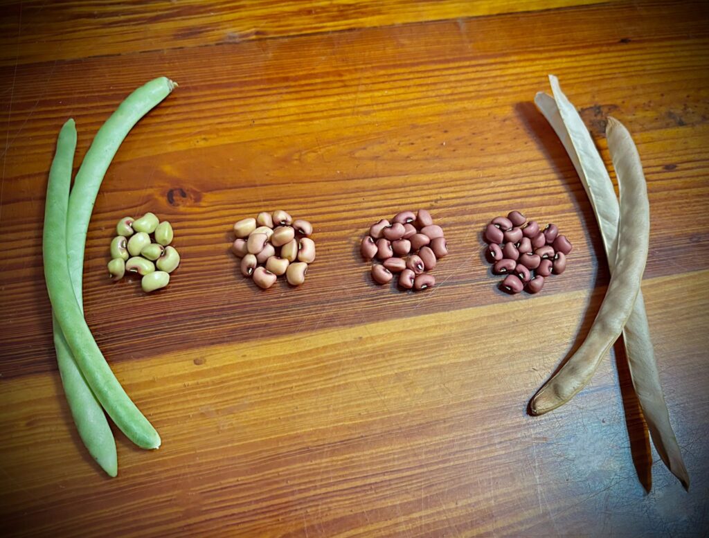 collecting, saving, storing and packaging seeds