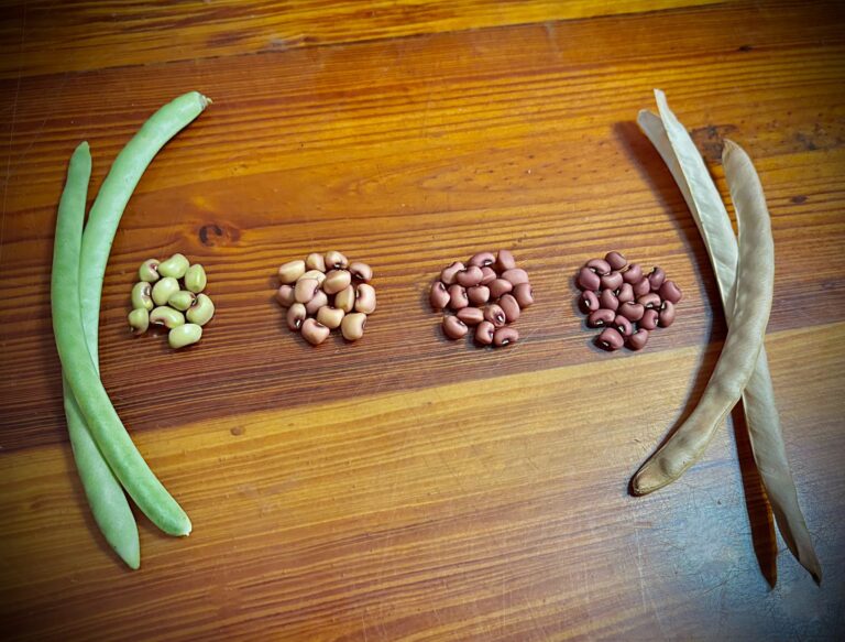 collecting, saving, storing and packaging seeds