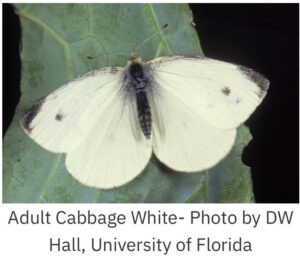 Cabbage White
