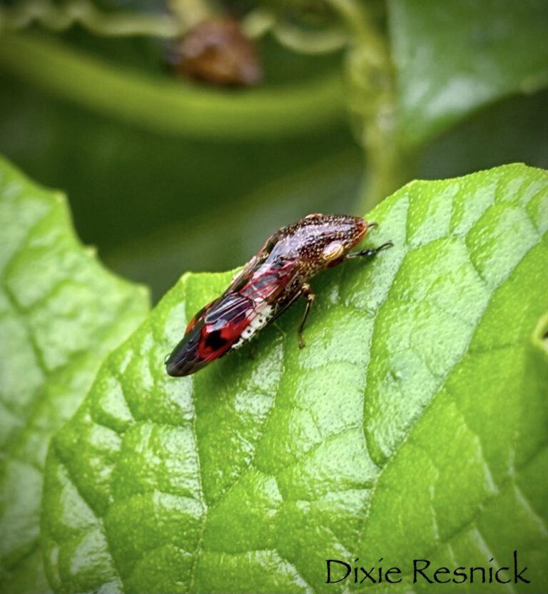 Glassy-winged Sharpshooter