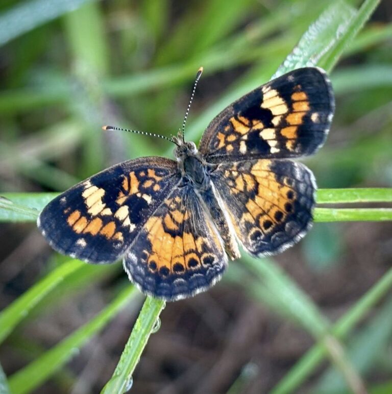 Phaon Crescent