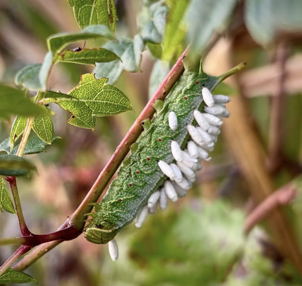 {{brizy_dc_image_alt entityId=